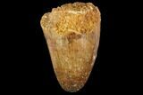 Fossil Crocodile (Elosuchus) Tooth - Morocco #109937-1